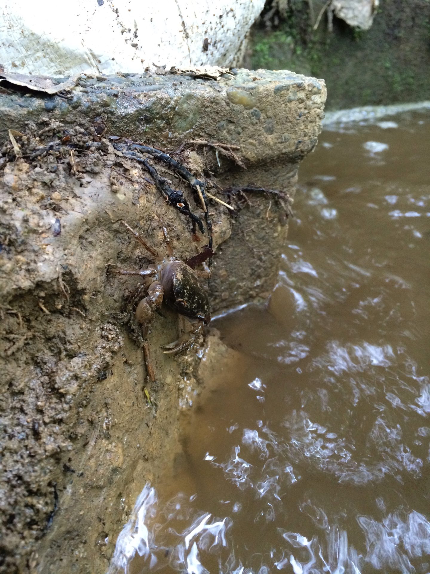 水辺の石垣にいるカニ