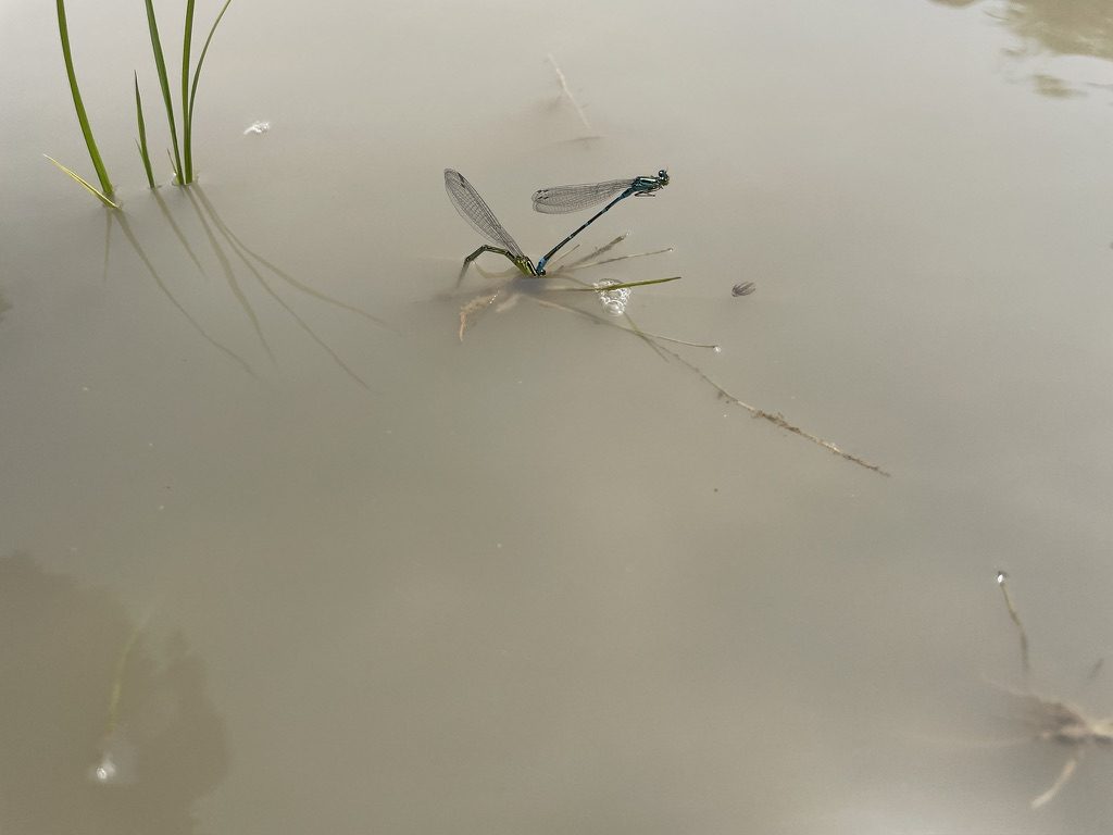 水面にとまるトンボ