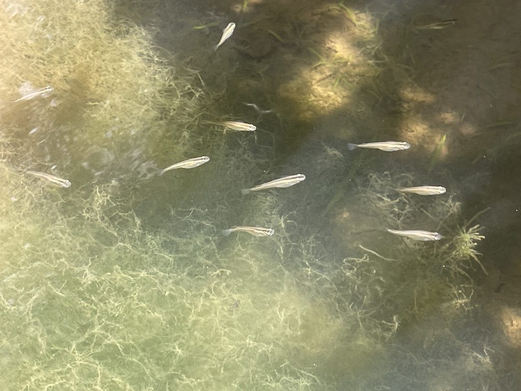 水の中を泳ぐ小さな魚たち