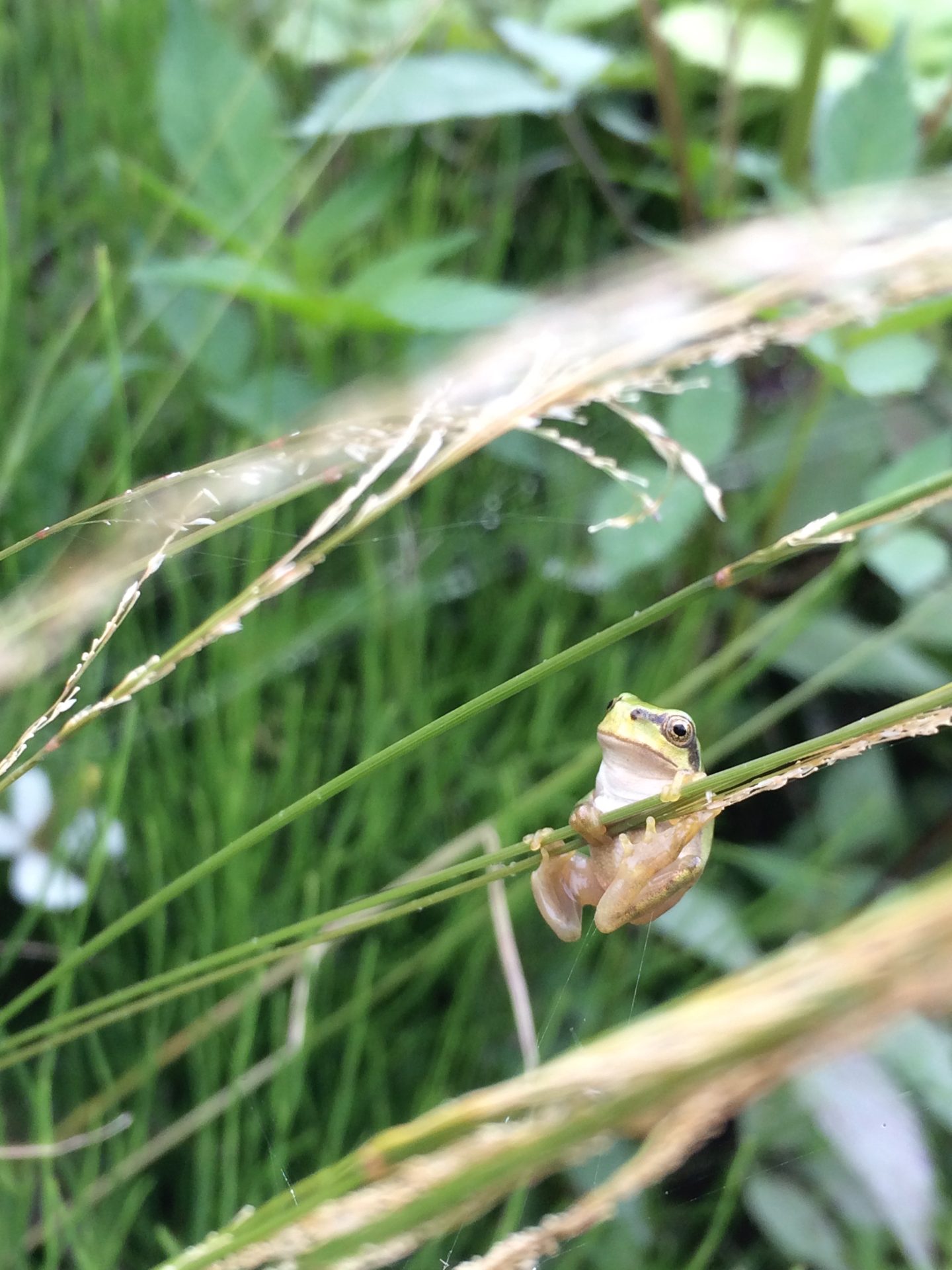 草の穂にとまる小さなカエル