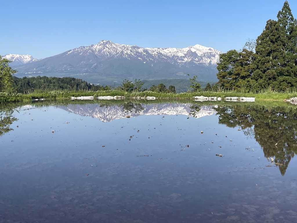 水を張った田んぼに、雪の妙高の山が映る